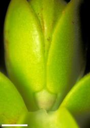 Veronica pauciramosa. Leaf bud with shield-shaped sinus. Scale = 1 mm.
 Image: W.M. Malcolm © Te Papa CC-BY-NC 3.0 NZ